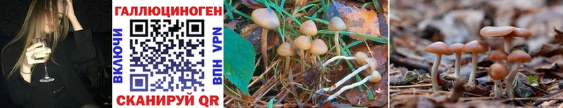 Купить закладки  Можайск  Псилоцибиновые грибы Psilocybe 